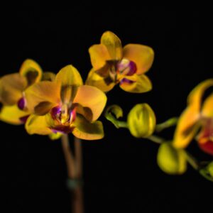 orchidee-foglie-raggrinzite-cause-rimedi-e-consigli-di-coltivazione